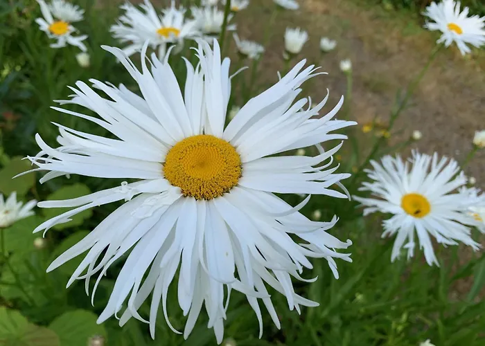 Bed & Breakfast Le Petit Manoir